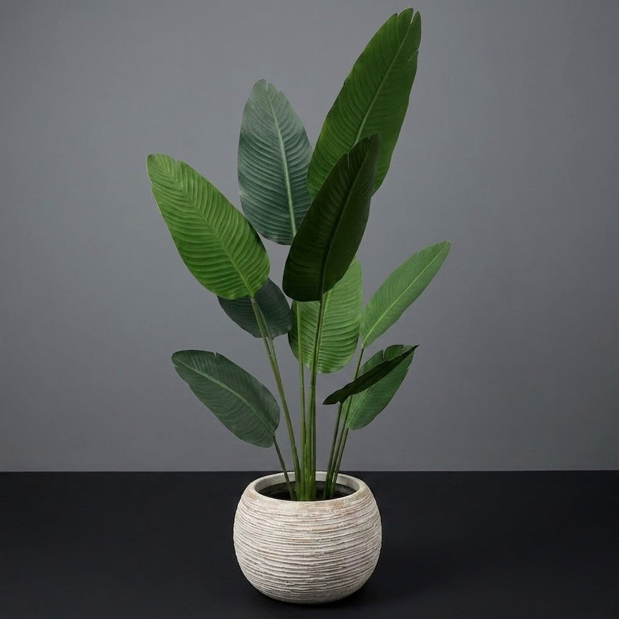 10 LEAFS BANANA PLANT WITH FIBER LINING POT 6FT HEIGHT