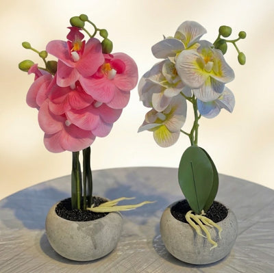 PLANT SET OF 2