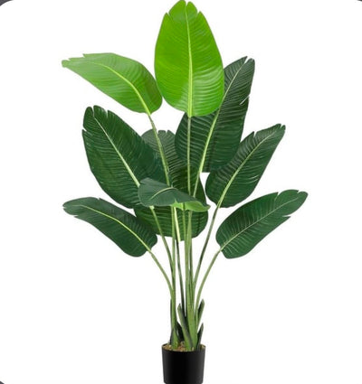 BANANA PLANT 10 LEAFS 4.5FT