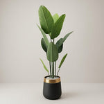 BANANA PLANT WITH POT 6 FT