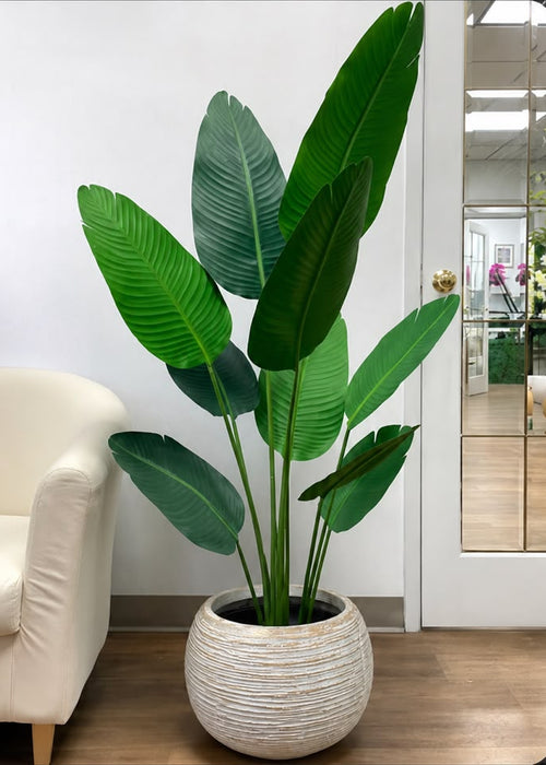 10 LEAFS BANANA PLANT WITH FIBER LINING POT 6FT HEIGHT