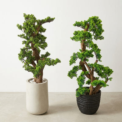 Bonsai Tree