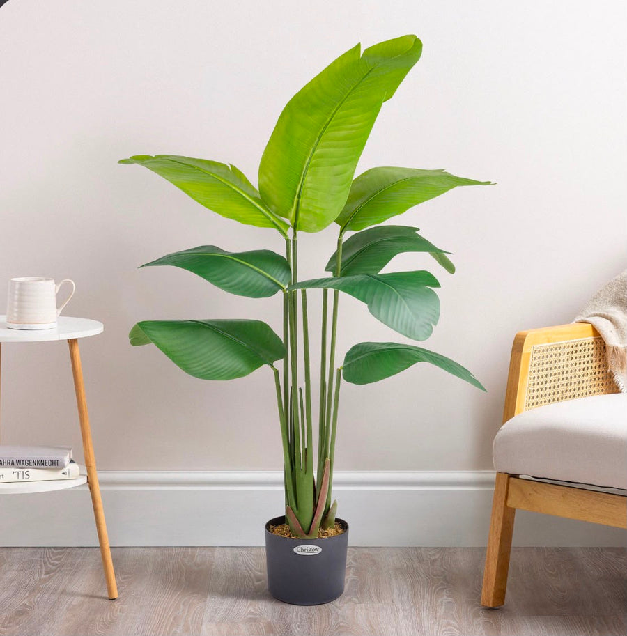 8 LEAFS BANANA PLANT 4.5FT