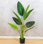 BANANA PLANT 10 LEAFS 4.5FT