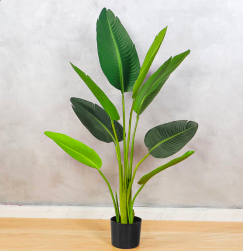BANANA PLANT 10 LEAFS 4.5FT