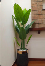 BANANA PLANT WITH POT 6 FT