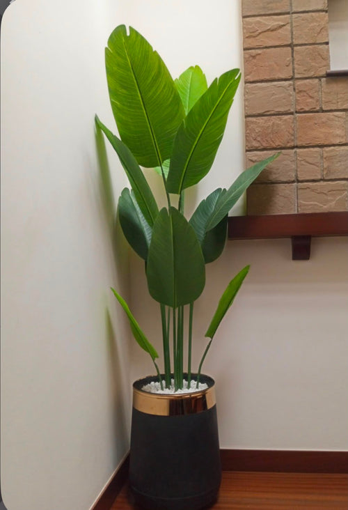 BANANA PLANT WITH POT 6 FT